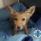 La volpe salvata e portata al Cras di Genova La volpe salvata e portata al Cras di Genova