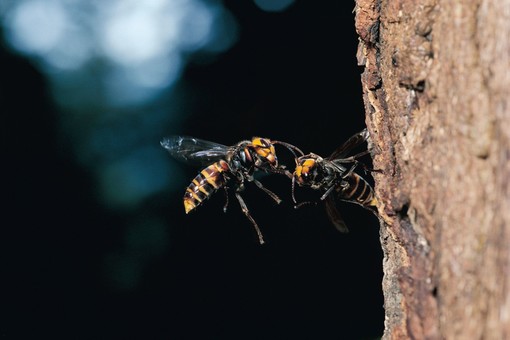 Allarme calabrone gigante asiatico, avvistato a Borgoratti