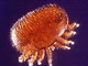 Nella foto (fonte Wikipedia): l'acaro varroa destructor