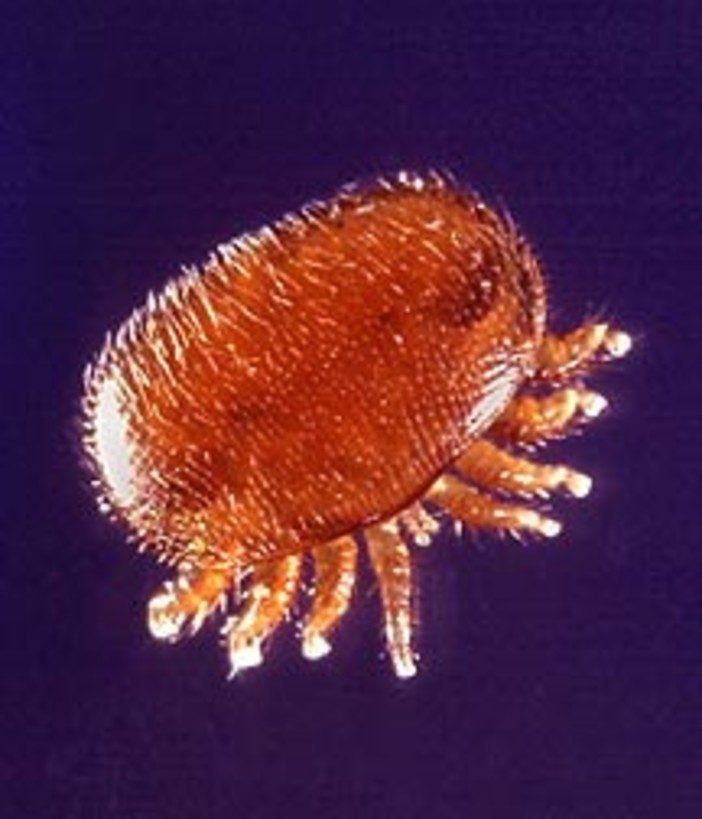 Nella foto (fonte Wikipedia): l'acaro varroa destructor