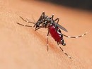 West Nile, sale l'attenzione dei sistemi di sorveglianza: via a una nuova fase di disinfestazione in città