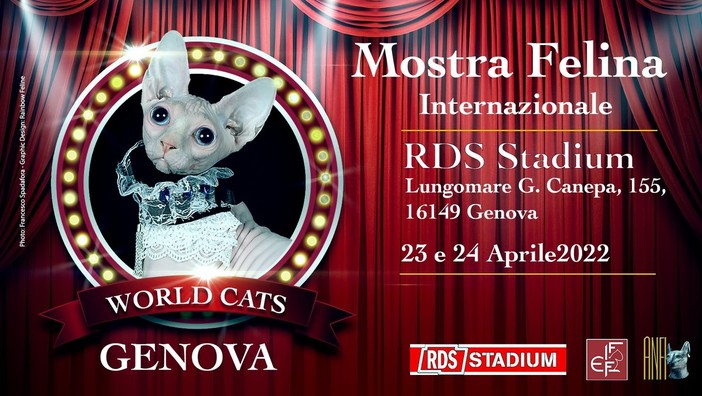 World Cats, la mostra felina con i gatti di tutta Europa all'RDS Stadium