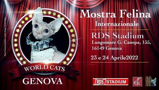 World Cats, la mostra felina con i gatti di tutta Europa all'RDS Stadium