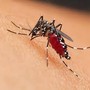 West Nile, sale l'attenzione dei sistemi di sorveglianza: via a una nuova fase di disinfestazione in città