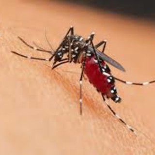 West Nile, sale l'attenzione dei sistemi di sorveglianza: via a una nuova fase di disinfestazione in città
