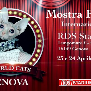 World Cats, la mostra felina con i gatti di tutta Europa all'RDS Stadium