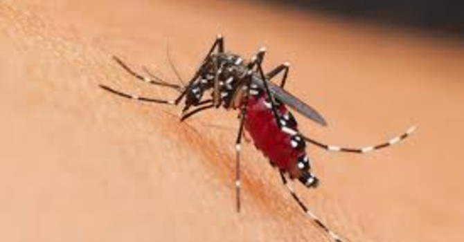 West Nile a Genova: scatta la disinfestazione urgente tra il Centro Storico e Castelletto West Nile a Genova: scatta la disinfestazione urgente tra il Centro Storico e Castelletto