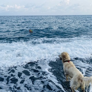 Non riescono a tornare a riva, tre giovanissimi salvati dai cani bagnino a Voltri
