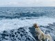 Non riescono a tornare a riva, tre giovanissimi salvati dai cani bagnino a Voltri