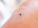 Sospetti casi di Chikungunya e West Nile: le analisi Asl sono negative Sospetti casi di Chikungunya e West Nile: le analisi Asl sono negative