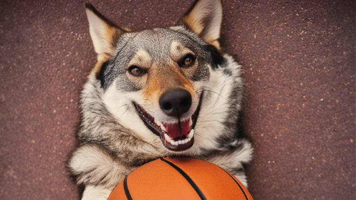 Animali d’affezione, il Comune lancia una nuova campagna per le adozioni consapevoli Animali d’affezione, il Comune lancia una nuova campagna per le adozioni consapevoli