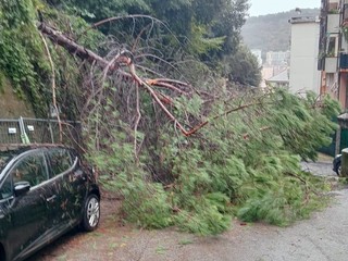 L'albero caduto in via Tortona L'albero caduto in via Tortona