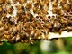 'Ogni ape conta': arriva il progetto di Coop Italia per proteggere le api e favorire la biodiversità