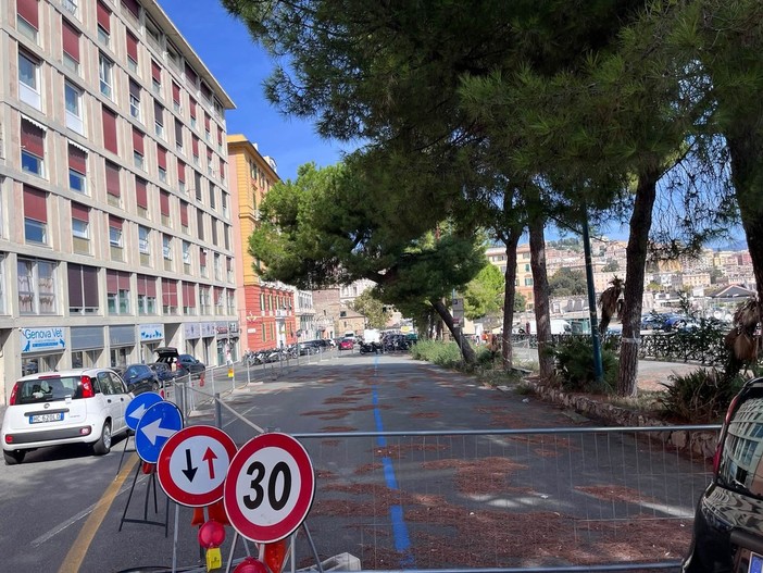 Pini di corso Podestà, nuove verifiche e attesa di due o tre settimane. Coppola: "L’abbattimento non è escluso” Pini di corso Podestà, nuove verifiche e attesa di due o tre settimane. Coppola: "L’abbattimento non è escluso”