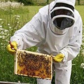 Punture di api, vespe e calabroni? Domani a Rovegno la cittadinanza incontra gli esperti  per conoscere come gestire l'urgenza in caso di reazione allergica
