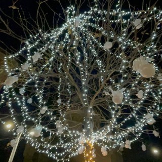 Illuminati due alberi di Natale in memoria delle vittime del crollo del ponte Morandi