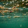 Allarme alga tossica a Genova Quinto, scatta la fase di allerta per la Ostreopsis Ovata Allarme alga tossica a Genova Quinto, scatta la fase di allerta per la Ostreopsis Ovata