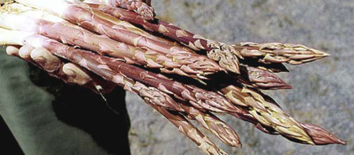 Agricoltura: la Liguria quale custode di biodiversità