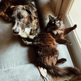 Per cani, gatti e padroni felici: consigli per acquistare online e ottimizzare le spese