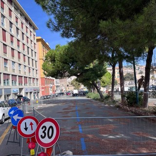 Pini di corso Podestà, nuove verifiche e attesa di due o tre settimane. Coppola: "L’abbattimento non è escluso” Pini di corso Podestà, nuove verifiche e attesa di due o tre settimane. Coppola: "L’abbattimento non è escluso”