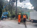 Otto lecci abbattuti a Brignole e in piazza Della Vittoria: “Compromessi dal caldo estremo, saranno sostituiti in autunno” Otto lecci abbattuti a Brignole e in piazza Della Vittoria: “Compromessi dal caldo estremo, saranno sostituiti in autunno”