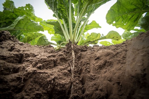 Agricoltura, la Regione convoca i tavoli periodici. Pronti 47 milioni per sostenere il settore