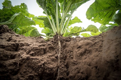 Agricoltura urbana sostenibile, Natale (PD): &quot;Bocciata la nostra richiesta di agevolazioni per cittadini e imprese&quot;