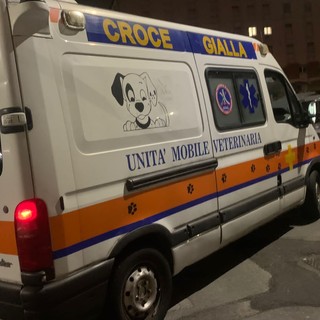 Corso Montegrappa, cinghiale si avventa contro un pitbull, cane trasportato al centro veterinario
