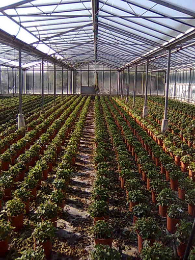 L'assessore Mai: "Su agricoltura sociale avviati progetti efficaci"