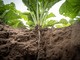 Approvato il piano 2025 per la valorizzazione delle produzioni agricole, enogastronomiche e ittiche