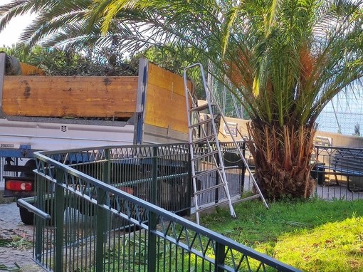 Manutenzione aree verdi, l'appello di Besana (Cep di Pra'): "Comune intervenuto due volte in 25 anni, servono mezzi e competenze" Manutenzione aree verdi, l'appello di Besana (Cep di Pra'): "Comune intervenuto due volte in 25 anni, servono mezzi e competenze"