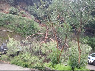 L'albero caduto in via Tortona L'albero caduto in via Tortona