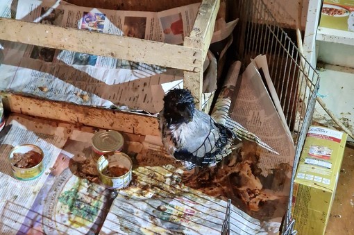 Albaro, animali a rischio estinzione maltrattati e abbandonati in un appartamento: salvati dalla Polizia Locale Albaro, animali a rischio estinzione maltrattati e abbandonati in un appartamento: salvati dalla Polizia Locale