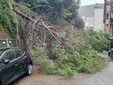 L'albero caduto in via Tortona