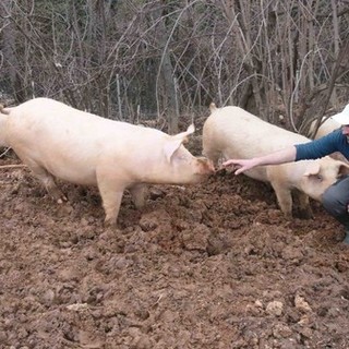 Peste suina, Piana: "Sinergia e collaborazione piena dal mondo dell'outdoor"