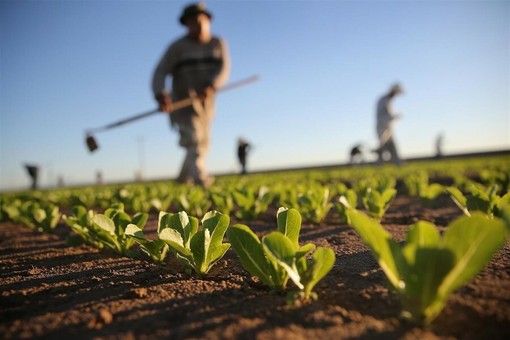 Agricoltura: Agea, in arrivo 26,6 milioni alle imprese agricole della Liguria