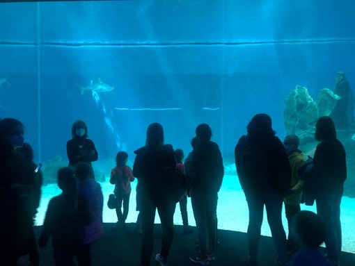 L'Acquario di Genova apre le porte a bambini e famiglie ucraini