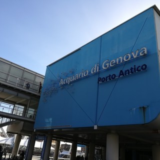 I sindacati sull'Acquario di Genova: &quot;Bene la riapertura, ora il piano industriale&quot;