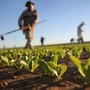 Agricoltura: Agea, in arrivo 26,6 milioni alle imprese agricole della Liguria