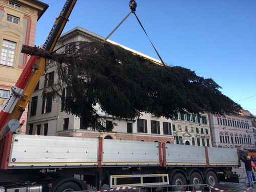 Il Natale in piazza De Ferrari con l'albero del Parco naturale dell'Aveto