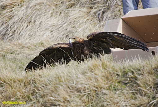 Nel ponente ligure il nido di Aquila Reale a più bassa quota nelle Alpi Nel ponente ligure il nido di Aquila Reale a più bassa quota nelle Alpi