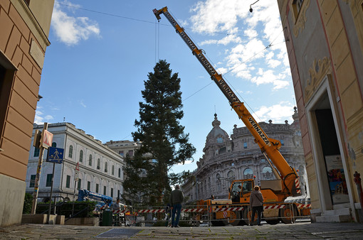 Natale 2019: è arrivato a De Ferrari l'albero dalla Val d'Aveto Natale 2019: è arrivato a De Ferrari l'albero dalla Val d'Aveto
