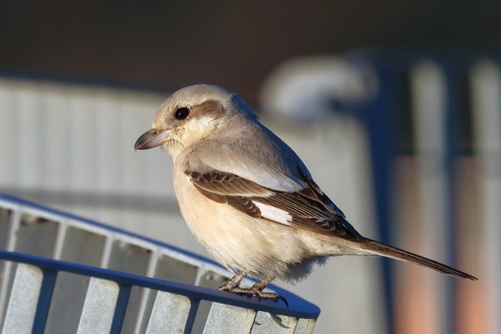 Foto Facebook Cristina - Cridart