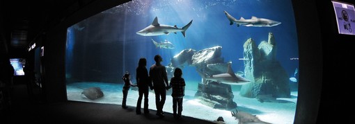 Acquario di Genova come il Museo Egizio vittima dei social, pioggia di commenti negativi per l'obbligo di ingresso con Green Pass