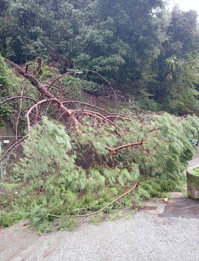 L'albero caduto in via Tortona a Marassi