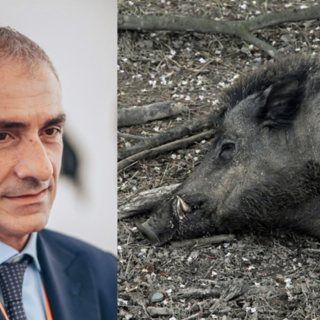 Peste suina, oggi inizia la posa delle reti