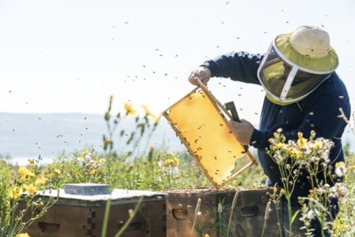 Apicoltura: 35mila euro per le attività di formazione e promozione