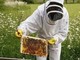 Via al bando da 35 mila euro a favore dell'apicoltura