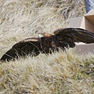 Nel ponente ligure il nido di Aquila Reale a più bassa quota nelle Alpi