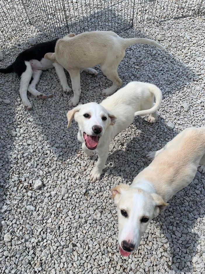 Fiera dell'adozione a Bogliasco rinviata per maltempo